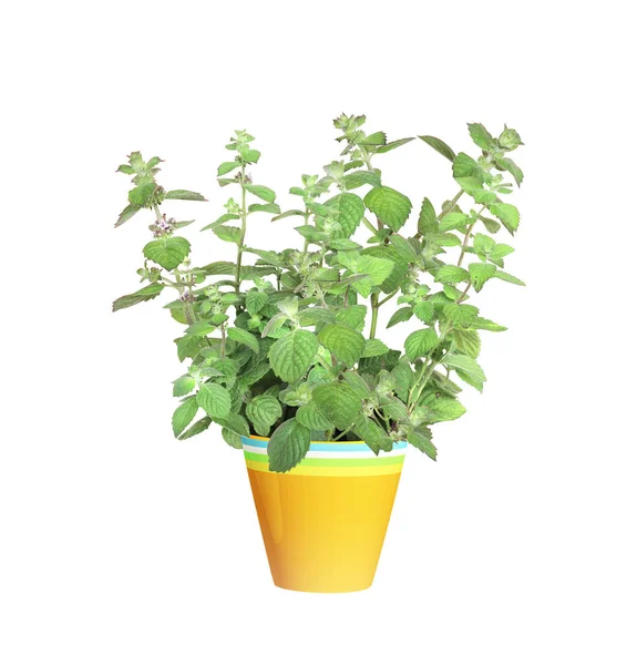 Branch Peppermint Green Leaves Sprigs Mint Flowerpot Peppermint Bush Flower — Stock Photo, Image