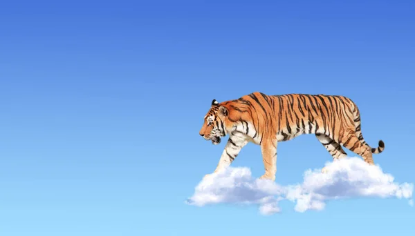 Horisontell Banner Med Tiger Ovanför Moln Blå Himmel Bakgrund Söt — Stockfoto