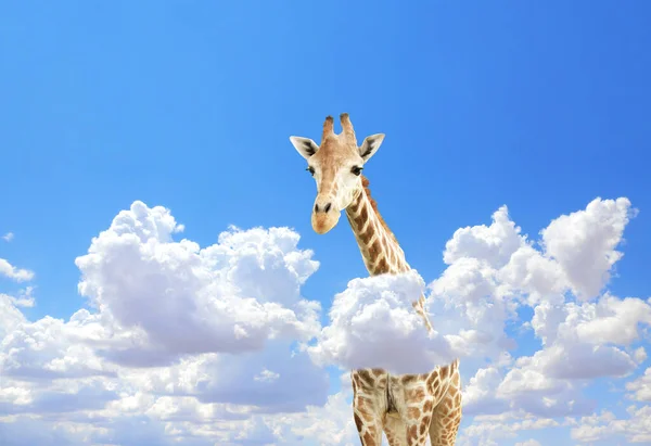 Giraff Ovanför Molnen Söt Giraff Himlen Fantastisk Scen Med Stora — Stockfoto