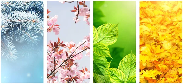 Cuatro Estaciones Del Año Conjunto Pancartas Verticales Naturaleza Con Escenas —  Fotos de Stock