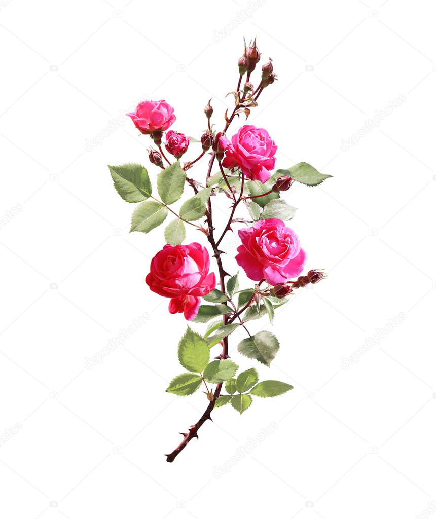 Branch of Climbing rose with red flowers. Isolated on white background