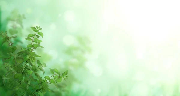 Branches Peppermint Horizontal Banner Beautiful Green Mint Leaves Blurred Sunny — Stock Photo, Image