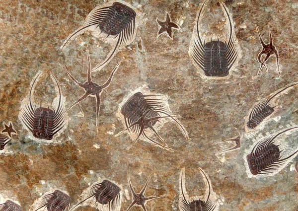 Petrified Fossil Starfishes Trilobites Stone — Stock Photo, Image