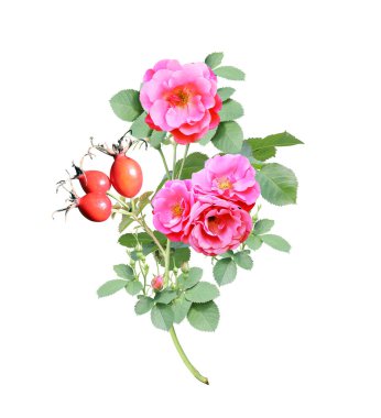 Köpeğin kırmızı çiçekli ve dutlu bir dalı. Gül kalçası (Eglantine, Briar, Brier). Beyaz arkaplanda izole
