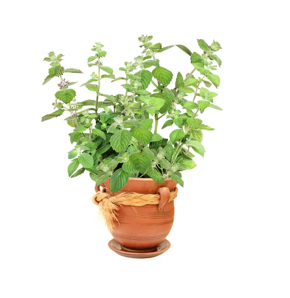 Branch Peppermint Green Leaves Sprigs Mint Clay Flowerpot Peppermint Bush — Stock Photo, Image