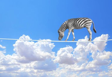 Risk kavramını yönetmek. Zebra mavi gökyüzü arka planında ipte yürüyor. Bulutların üzerinde ip üzerinde sevimli zebra
