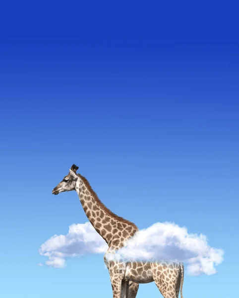 Vertical banner with giraffe above clouds. Cute giraffe in the sky. Fantastic scene with huge giraffe coming out of the cloud. Mock up template. Copy space for text