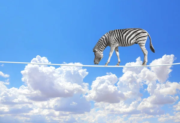 Managing Risk Concept Zebra Walking Rope Blue Sky Background Cute — Stock Photo, Image