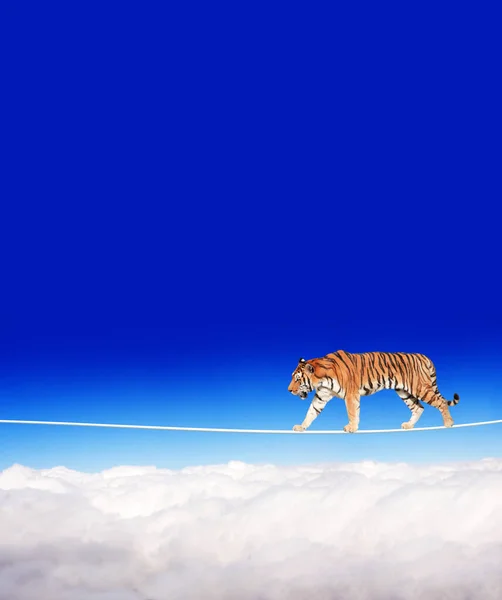 Kockázati Koncepció Kezelése Tigris Egy Kötélen Sétál Kék Hátterében Aranyos — Stock Fotó