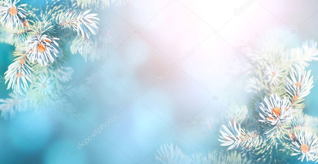 Horizontal Christmas background with branch of blue spruce. Holiday xmas banner with fir tree on abstract backdrop. Copy space for text. Photo toned in blue and pink colors