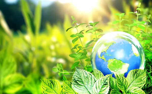 Země Skleněné Kouli Zelených Listech Ekologie Přejít Zelenou Nulový Odpad — Stock fotografie