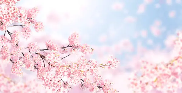 Horizontal banner with sakura flowers of pink color on blue sky backdrop. Beautiful nature spring background with a branch of blooming sakura. Sakura blossoming season in Japan