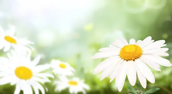 Fleurs Sauvages Camomille Dans Une Prairie Sur Fond Printemps Nature — Photo