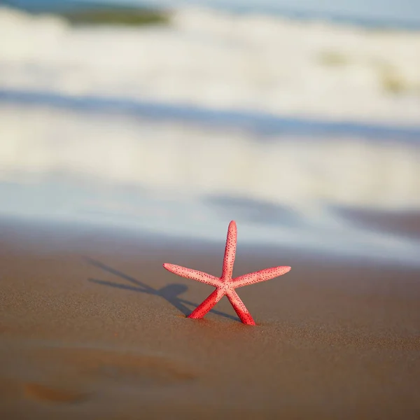 Rode Zeester Exotische Zand Strand Bij Zonsondergang Met Lange Schaduw — Stockfoto
