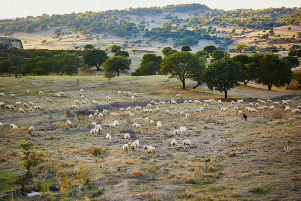 Koyun Sürüsü Mera Sardinya Talya Için Üzerinde — Stok fotoğraf