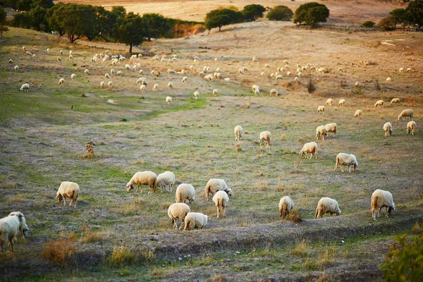 Rebaño Ovejas Pastos Cerdeña Italia —  Fotos de Stock