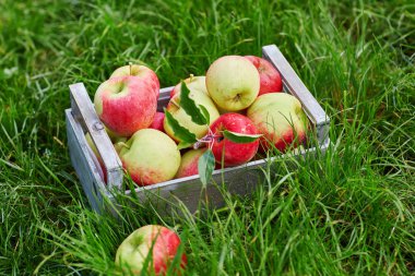 Çiftlikte Olgun kırmızı elma ile sandık. Sonbahar, hasat ve Bahçe kavramı