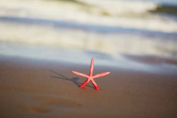 Röd Sjöstjärna Exotiska Sandstrand Vid Solnedgången Med Långa Skugga — Stockfoto