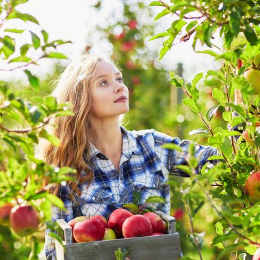 Güzel genç bir kadın meyve bahçesinde ya da sonbahar günü çiftlikte olgun organik elmalar topluyor.