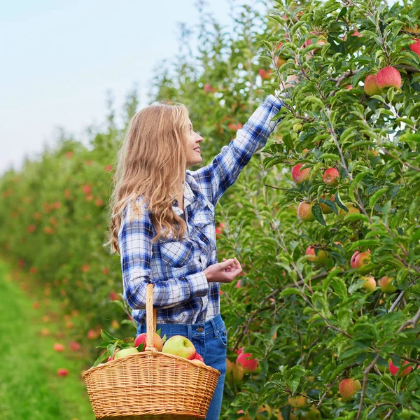 Piękna Młoda Kobieta Zbierająca Dojrzałe Organiczne Jabłka Drewnianej Skrzyni Sadzie — Zdjęcie stockowe