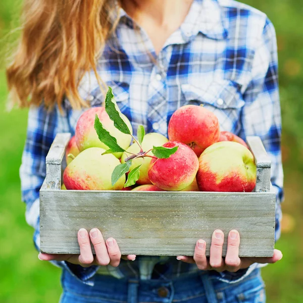 妇女采摘成熟有机苹果在木箱子在果园或在农场在秋天天 — 图库照片