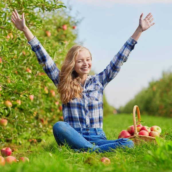 Mulher Bonita Pegando Maçãs Orgânicas Maduras Caixa Madeira Pomar Fazenda — Fotografia de Stock