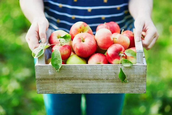 Žena Sbíráme Zralé Bio Jablka Dřevěné Bedně Sadech Nebo Farmě — Stock fotografie