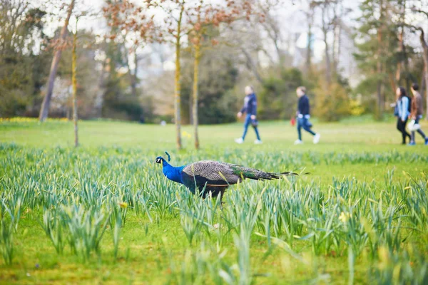 法国巴黎的布洛涅公园的孔雀和鹅 — 图库照片