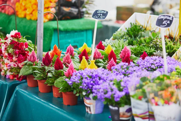 Celosia Blommor Bondens Marknad Paris Typiska Europeiska Blomsteraffär — Stockfoto
