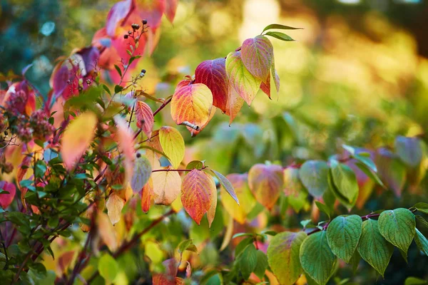 Close Van Heldere Herfstbladeren Een Tak — Stockfoto