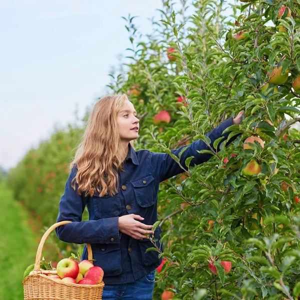 Piękna Młoda Kobieta Zbierająca Dojrzałe Organiczne Jabłka Drewnianej Skrzyni Sadzie — Zdjęcie stockowe