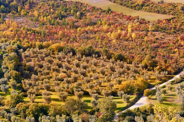 Aerial View Autumn Forest San Quirico Orcia Tuscany Italy — Stock Photo, Image