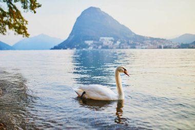 Swan on the lake Lugano in Lugano, canton of Ticino, Switzerland clipart