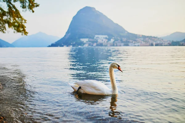 Cigno Sul Lago Lugano Lugano Canton Ticino Svizzera — Foto Stock