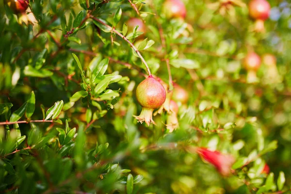 Small Pomegranates Hanging Branch — Stock Photo, Image