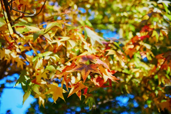 Rode Gele Esdoorn Bladeren Herfst Seizoen — Stockfoto
