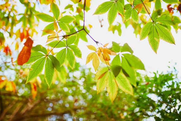 美しい秋の日に空にカラフルな栗の葉 — ストック写真