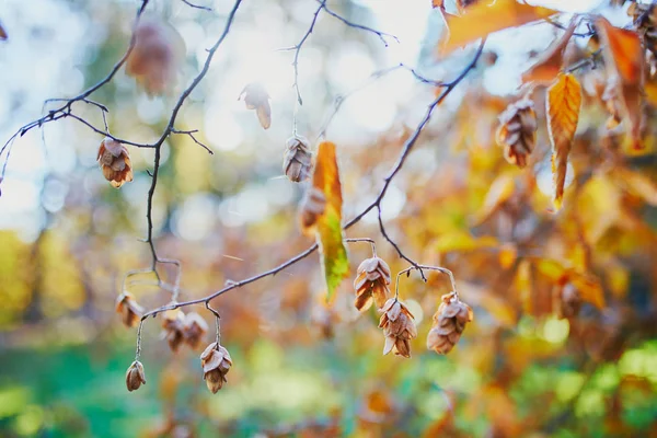 Hojas Coloridas Otoño Hermoso Día Otoño — Foto de Stock