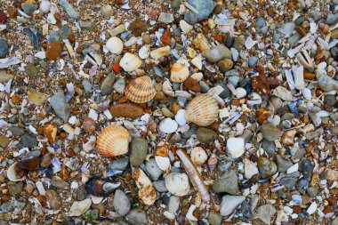 Sahilde birçok deniz kabukları