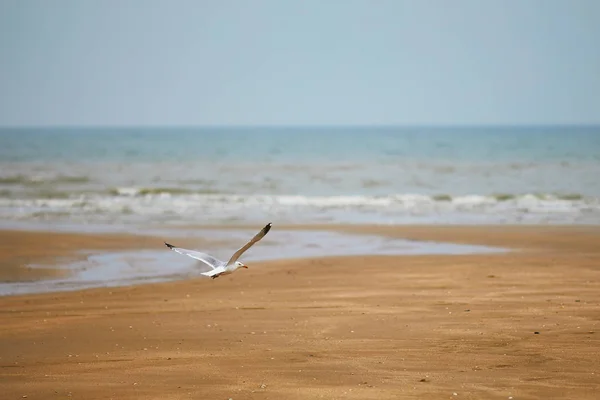 Seagull Vliegen Het Water Zand Strand Aan Atlantische Kust Normandië — Stockfoto