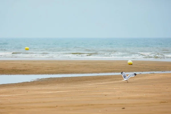 Чайка Летить Над Водою Пісок Пляжу Атлантичному Узбережжі Нормандії Франції — стокове фото