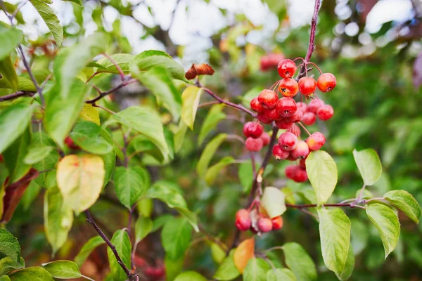 Maçãs Vermelhas Maduras Ramo Árvore Caranguejo Também Conhecido Como Ameixa — Fotografia de Stock