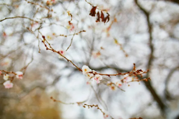 花の芽の木の枝を覆う雪 フランスのパリで異常気象条件 — ストック写真