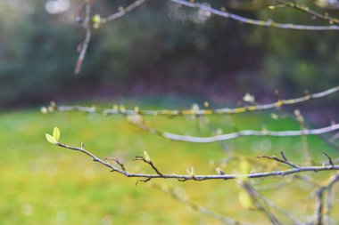 İlk bir bahar gününde bir şube büyüyor bırakır