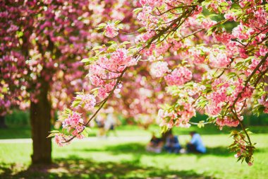 Bahar sezonunda kiraz çiçeği. Güzel ağaç tam Bloom