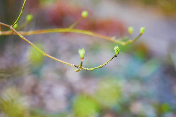 Erste Blätter Die Einem Frühlingstag Auf Einem Zweig Wachsen — Stockfoto