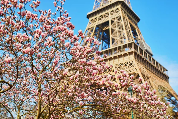 Ейфелева Вежа Квітучими Магнолія Дерево Весни Париж Франція — стокове фото