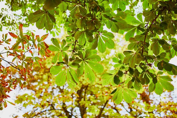 Coloridas Hojas Castaño Sobre Cielo Hermoso Día Soleado Otoño —  Fotos de Stock