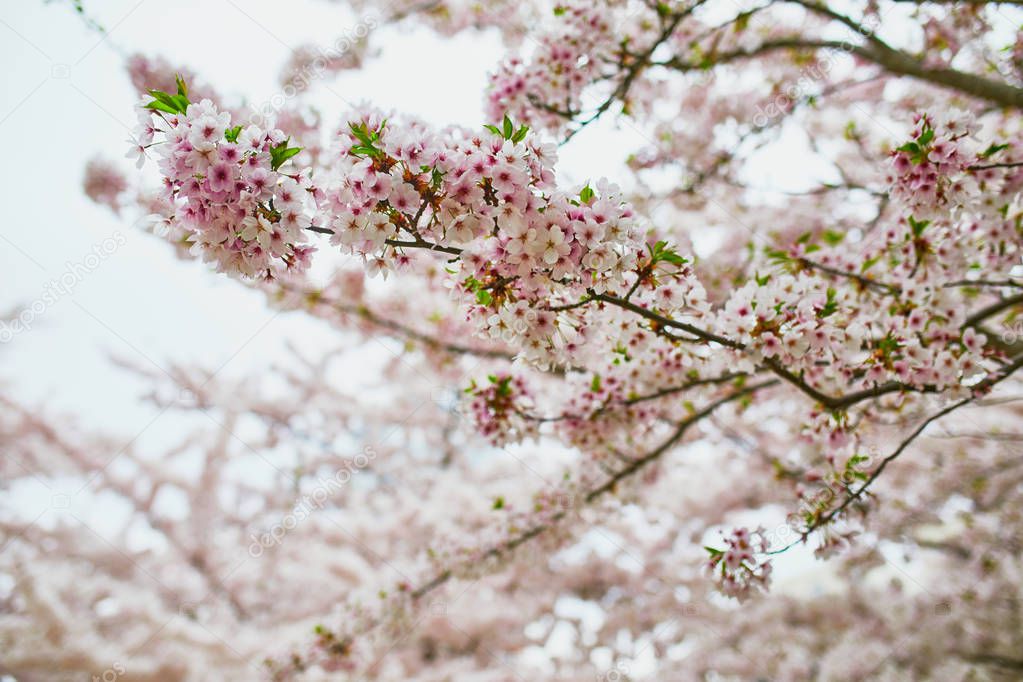Cherry blossom season at spring. Beautiful tree in full bloom