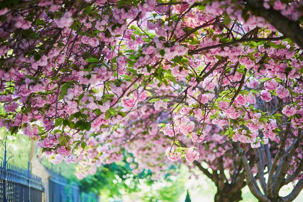 Gros Plan Fleurs Cerisier Rose Jour Printemps — Photo